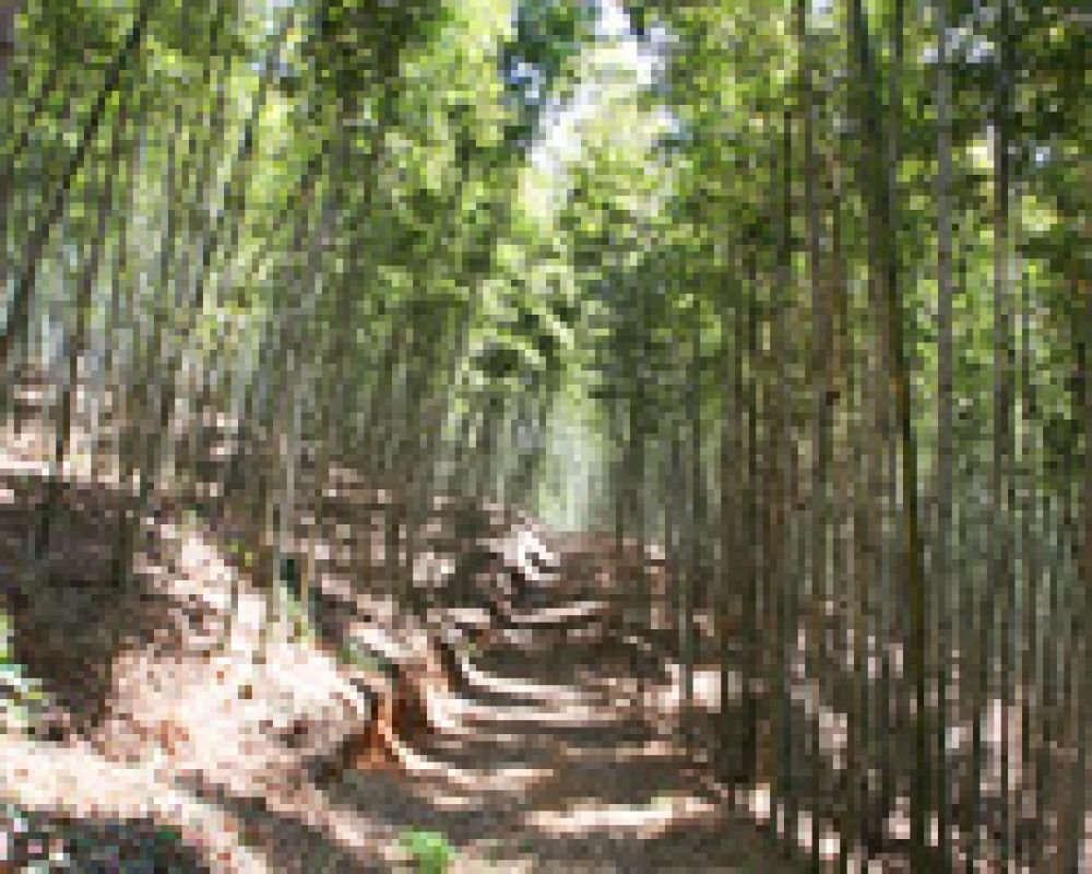 대나무숲 산책
